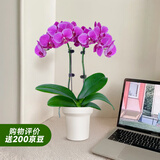 爱优尚蝴蝶兰带花苞盆栽秋冬兰花苗年宵花四季花卉植物紫双室内源头直发