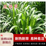 骏楷园林进口牧草种子多年生黑麦草鱼草四季可种耐寒养殖鸡鸭鹅猪牛羊种籽 苏丹草种子1斤