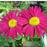 大爱婧骑驱蚊草种子 除虫菊阳台室内盆栽花卉食虫草 捕蝇草籽 夜来香种子 除虫菊