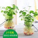 达之礼（DAZHILI）水培花瓶配植物透明玻璃花瓶水培铜钱草水养绿萝风信子花瓶清新 南瓜瓶2个(铜钱草根+彩石) 看详情页面