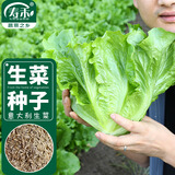 寿禾意大利生菜种子种苗青菜蔬菜种籽 潍育意大利全年生菜王种子10g