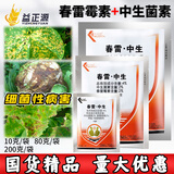 春雷霉素中生菌素4%春雷中生防止黄瓜细菌性角斑病专用农药杀菌剂 600g【10g*60袋】整盒装