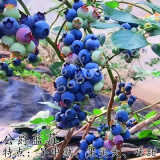易水之夏蓝莓苗盆栽地栽特大蓝莓果树苗南方北方种植阳台庭院四季蓝莓树苗 公爵【北方适宜】 4年苗当年结果