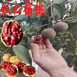 嫁接核桃树苗果树苗 南方北方种植 山核桃8518 盆栽地栽 薄壳纸皮核桃 碧根果 当年结果 红仁核桃 3年苗【 明年结果少量】