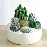 萌卉植仙人掌多肉植物带盆组合仙人球盆栽办公室阳台绿植室内桌面花卉 C款组合：图中植物+盆土铺面 白瓷盆+竹制托盘