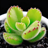 多肉植物组合盆栽小绿植花卉玉露大颗好养室内精品肉肉阳台喜光 熊童子3-4cm加盆土