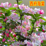 绿化苗木 西府海棠 垂丝海棠 北美海棠树苗 海棠花苗 高杆海棠苗 1厘米粗【留言品种】 不含盆