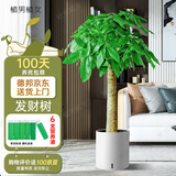 植男植女发财树大棵盆栽客厅落地室内大型绿植物办公室好养绿植开业招财树