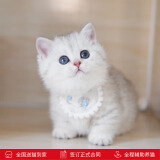 涴喵 苏氏纯种英短幼猫短毛猫大脸猫宠物猫咪活体辅助喂养 宠物级 【银渐层】