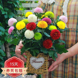 种花迷菊花盆栽植物开花大菊花带花苞乒乓菊长寿花盆栽植花卉 龙爪菊（ 混色乒乓菊（苗5棵）