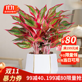 叹为观止18种吊兰任你选金边吊兰各种盆栽花卉客厅垂吊桌面植物净化空气 万年红【陶瓷盆】 不含盆
