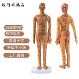 政河针灸穴位人体模型经络穴位模特图全身中医十二经络铜人可扎针小皮 35厘米铜女数字刻度便携款/送豪礼