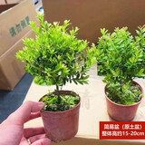 绿有意小叶赤楠老桩盆景苗植物花卉微景观水培办公室内好养四季常青盆栽 精品小叶赤楠+原生盆+肥料