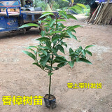 植果缘香樟树苗龙脑樟树驱蚊驱虫小叶香樟木树名贵苗木庭院绿化风景大树 龙脑樟30-50厘米高 带土发货 其他