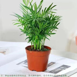 急兔袖珍椰子凤尾竹富贵椰子客厅种植绿植/袖珍椰子原盆土源头直发