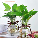 锦枫锦枫（jinfeng）办公室水培绿植花卉盆栽玻璃花盆水培植物 绿萝2盆装 含盆栽好
