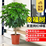 爱优尚幸福树盆栽客厅室内大型绿植办公室乔迁新家绿宝净化空气源头直发