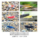 春瑞黑壳虾水族箱水草缸清洁除藻工具淡水观赏虾大和藻虾宠物活体饲料 6种虾各5只