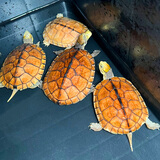 正宗金龟招财金钱大龟观赏黄金龟宠物小乌龟活物大乌龟深水吃菜龟 5—6cm  南石金钱乌龟 情侣一对