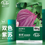 寿禾 食用紫妃紫苏种子大叶全紫苗苏子菜苗四季春冬季蔬菜香草苗籽种 味浓 紫领双色紫苏种子 10g