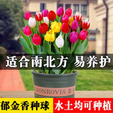 鑫意郁金香种球水培绿植土培室内花卉种子盆栽植物花种 混色郁金香种球5个