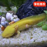 宠以沫（CHONG YIMO）鱼活体金鱼活体鱼淡水冷水鱼观赏鱼龙鱼六角恐龙鱼 断脚随机三条（可长出）