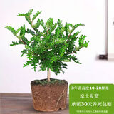 卉轩居正宗清香胡椒木盆栽花卉室内外驱蚊草植物树苗老桩盆景九里香绿植 3年苗清香胡椒木驱蚊（原土无盆）
