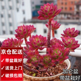 两腿跑【送货上门】三八节多肉植物带盆桌面盆栽组合绿植花卉幼儿园盆栽 红稚莲(带盆栽好)