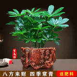 叹为观止18种吊兰任你选金边吊兰各种盆栽花卉客厅垂吊桌面植物净化空气 鸭脚木【家和万事兴陶瓷盆】 含盆