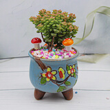 简诗肉肉盆栽室内幼儿园三八节日礼物多肉植物带盆土玉露新手绿植花卉 小米星+高脚盆+彩石+小蘑菇+土