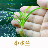 森渊（SENYUAN） 鱼缸前景草水草活体趴地爬地矮珍珠挖耳牛毛毡迷你矮天湖葵 小水兰5颗