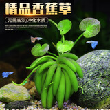云峰海瑞水草活体懒人草鱼缸造景活体水草套餐鱼缸水草有茎类中后景真水草 【好养易活】香蕉草3颗