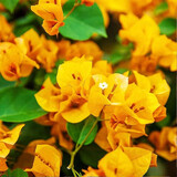 沭之美三角梅盆栽树苗植物室内外阳台庭院四季开花爬藤观花绿植源头直发