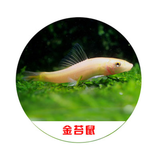 卡奇鱼 工具鱼 鼠鱼  异形鱼 垃圾鱼 底栖鱼 观赏鱼 清缸除藻胡子帆蛇仔 金苔鼠3条（4-6cm）
