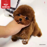 京狼图腾泰迪幼犬纯种高品质灰色贵妇犬长不大茶杯犬小型犬活体泰迪宠物狗 血统级3 小体