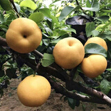 尔澜1cm嫁接秋月梨树苗果树苗露天水果苗木梨苗耐寒耐热源头直发