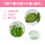 萁语 当天发货 科普蚕宝宝套装彩色蚕卵蚕宝宝活体新鲜桑叶养蚕太空舱 1龄蚕10条+小盒+桑叶