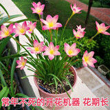 卓天（ZHUOTIAN）【常年开花】重瓣风雨兰清香型好养易活庭院阳台盆栽花卉耐寒