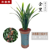 华香园企黑 兰花浓香墨兰企黑 过年开花 冬带花苞 办公室内盆栽盆景优雅 企黑 1棵2苗 不带花苞 裸根发货