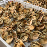 鸡苗活体土鸡小鸡幼苗下绿壳产蛋鸡青脚麻鸡肉鸡笨鸡三黄鸡五黑鸡 青脚麻鸡苗30只 优质鸡苗