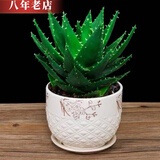 雅卉（YAHUI）盆栽苗含盆不夜城 库拉索芦荟盆 不夜城3年苗 不含盆