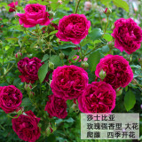 耐寒蔷薇花苗爬藤四季开花室内盆栽室外藤本月季玫瑰花卉易活植物 莎士比亚   爬藤 精品花苗 不含盆