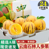 译蒙之味云南石林火山岩人参果新鲜树上熟人生果七彩黄肉圆果孕妇现摘整箱 5斤果王/单果110g+礼盒装