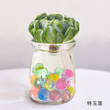 行湘一片心仙人掌多肉植物钱串子多肉盆栽  一片心+素陶盆 源头直发