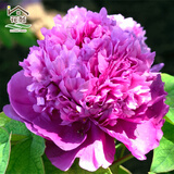 花翁牡丹花苗盆栽洛阳正宗对版花卉绿植 魏紫（6-8分叉）源头直发
