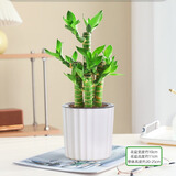 绿有意步步高观音竹富贵荷花竹水养土培盆栽室内桌摆植物吸甲醛水培植物 步步高富贵竹（白竖纹自吸水盆） 含盆