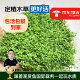 云峰海瑞 鱼缸造景真活体水草草坪水草种子鱼缸草缸造景水族箱装饰前景水草 迷你矮珍珠网片（7x7cm）1份