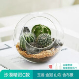 绿荫巷子多肉植物仙人掌盆栽肉肉室内桌面创意绿植小盆栽带盆 【沙漠3球掌组合】造景石+星球瓶