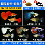 森悠（SARYOR）孔雀鱼纯种观赏鱼小型淡水好养热带鱼活体斑马金鱼凤尾鱼繁殖 孔雀鱼套餐3