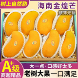 鲜其海南金煌芒水仙大芒果当季新鲜热带芒果整箱孕妇水果中秋礼盒装 10斤精选装
